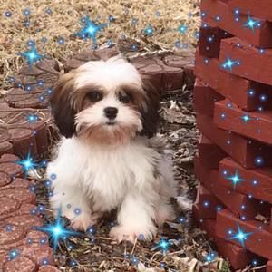 Meet your Posher, Sherry